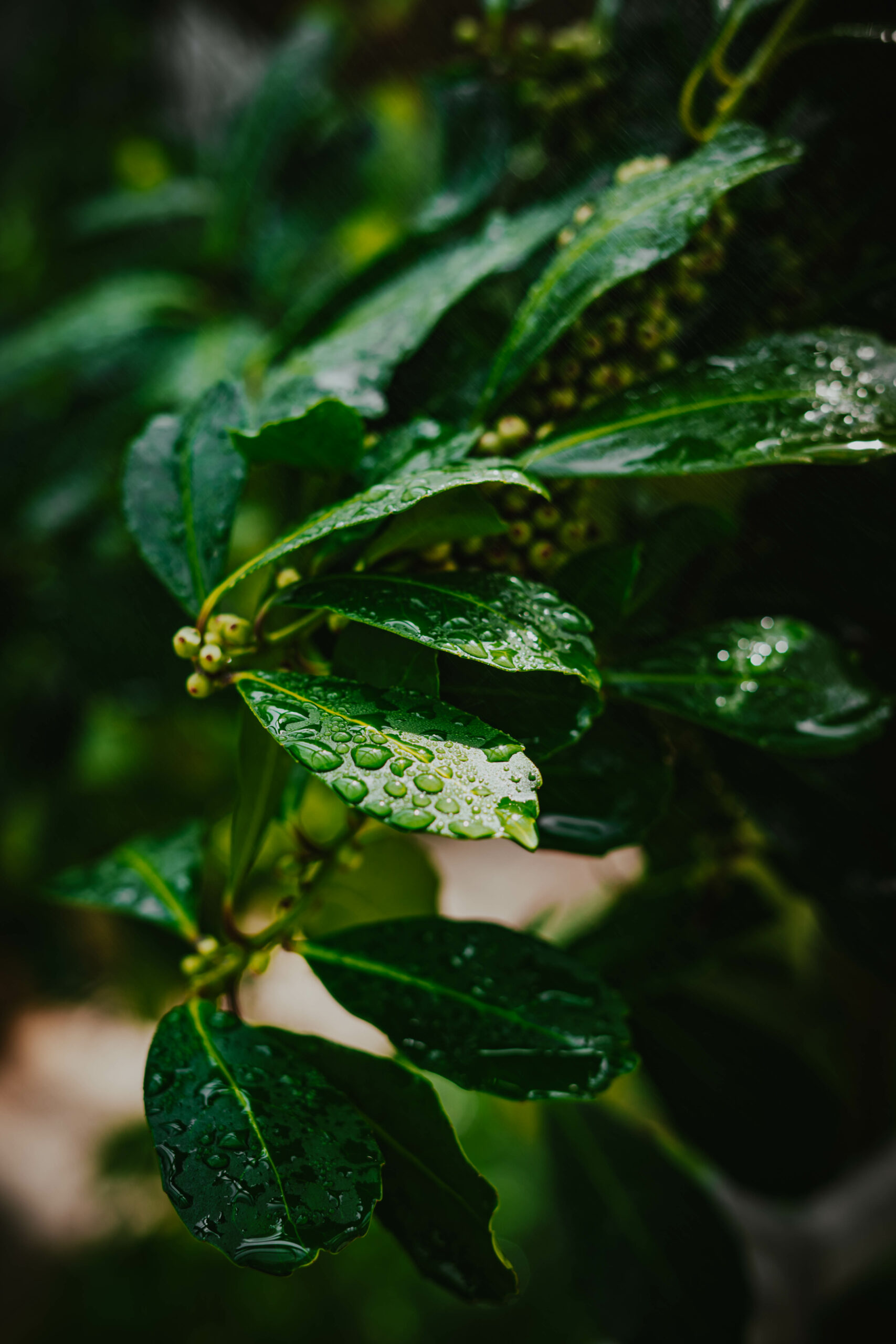Leaves